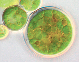 Лесные водоросли — микрореакторы витаминов