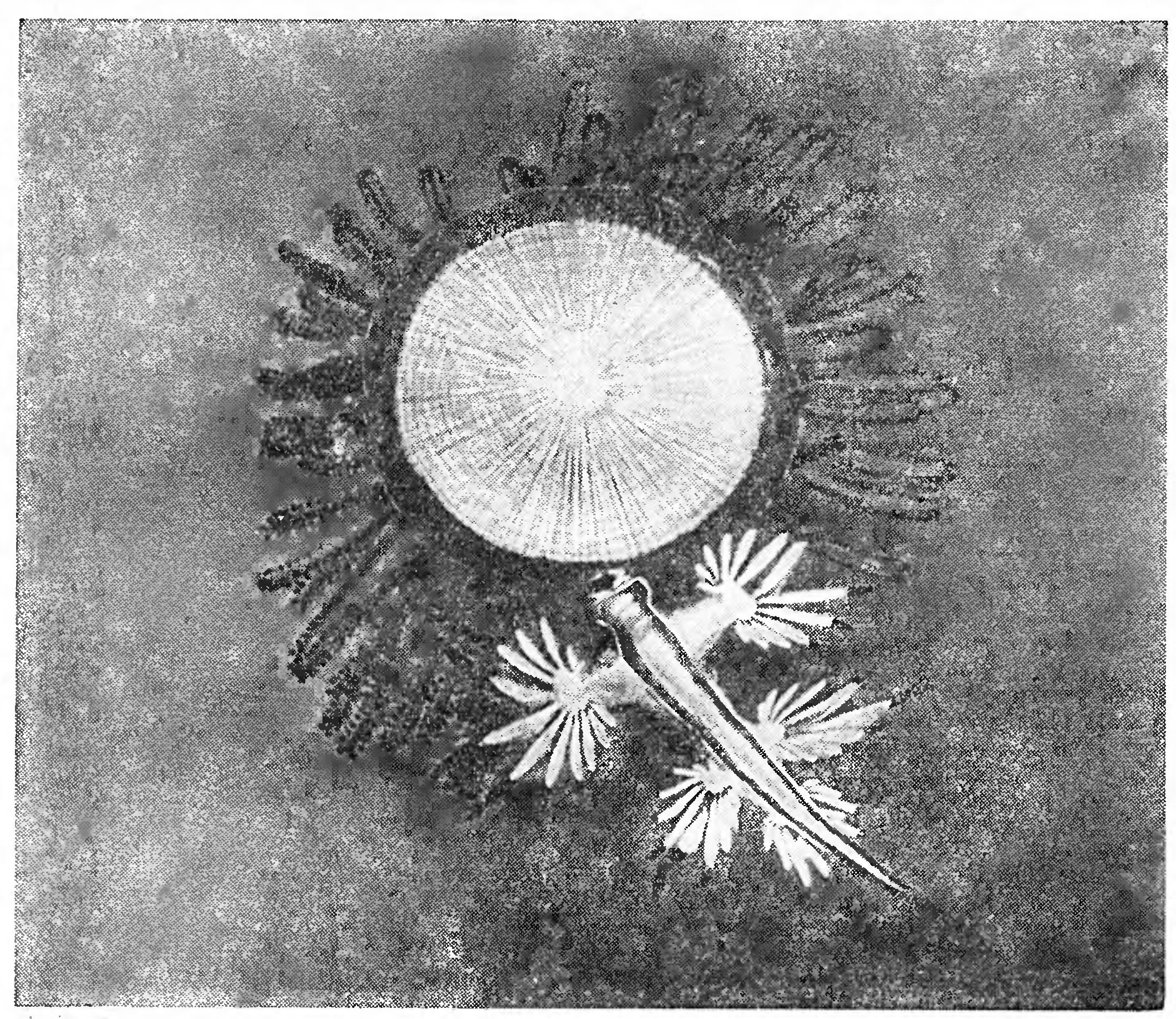 ЖИВЫЕ ПАРУСА