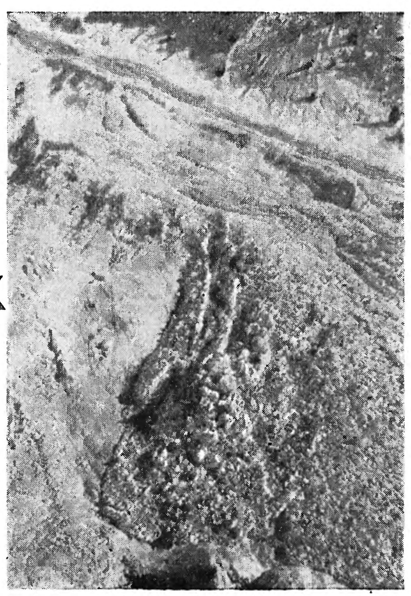 БЕЛЫЕ ТИГРЫ ЗИМНИХ ГОР