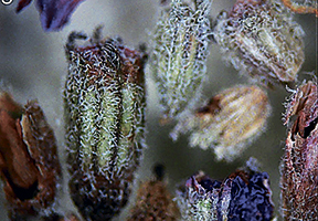 Что таится в травяном чае?