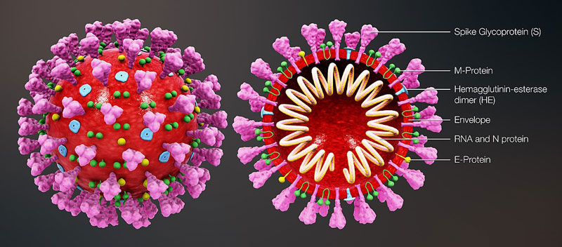 Жизнь и устройство коронавирусов