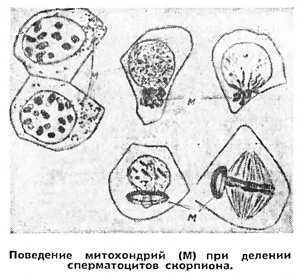 ЦИТОЭТОЛОГИЯ - ПРОБЛЕМА ПОВЕДЕНИЯ НА КЛЕТОЧНОМ УРОВНЕ