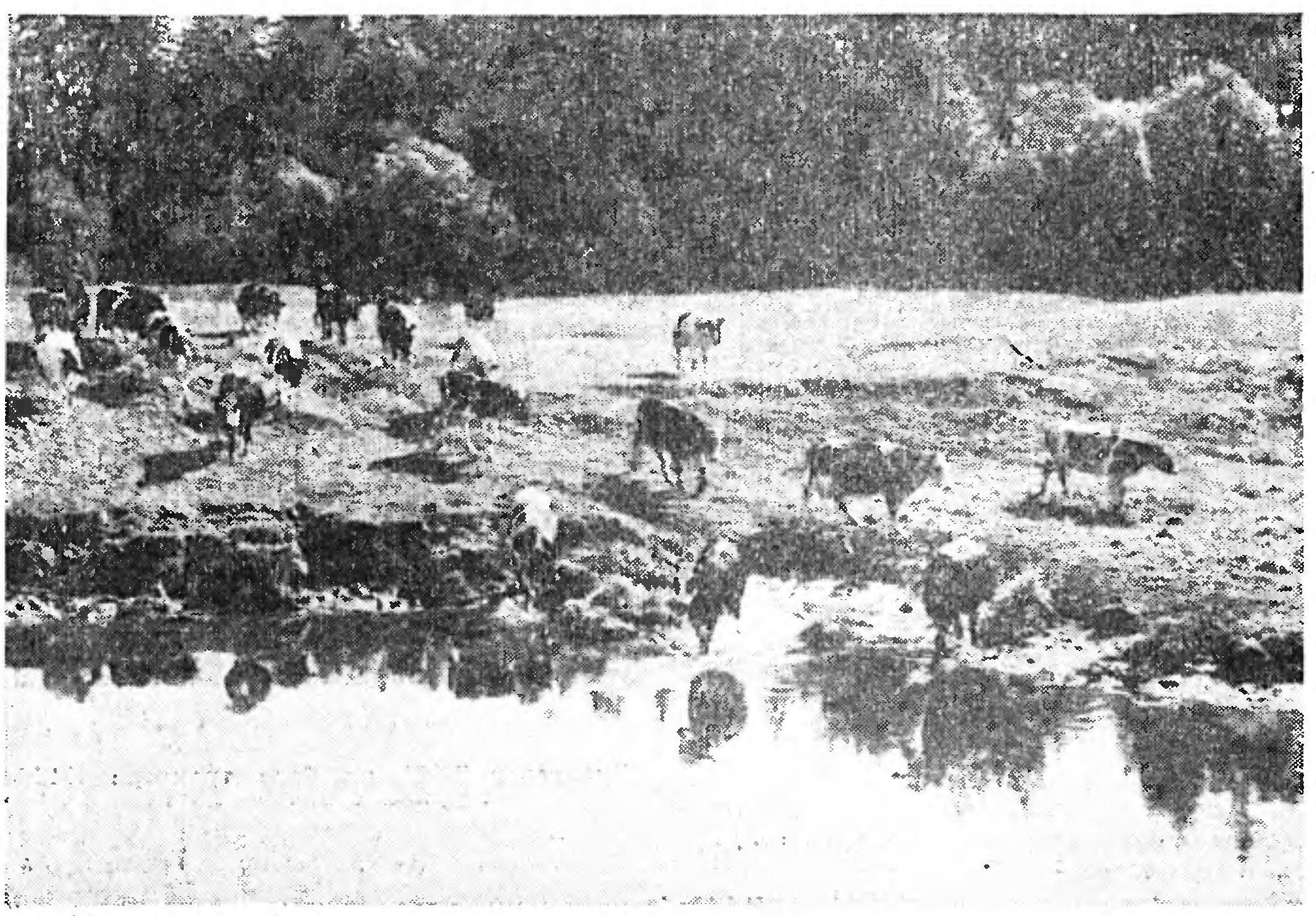 ЛУГ-КОРМИЛЕЦ