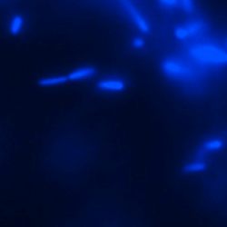 Бактерии-экстремалы из нейтринной обсерватории