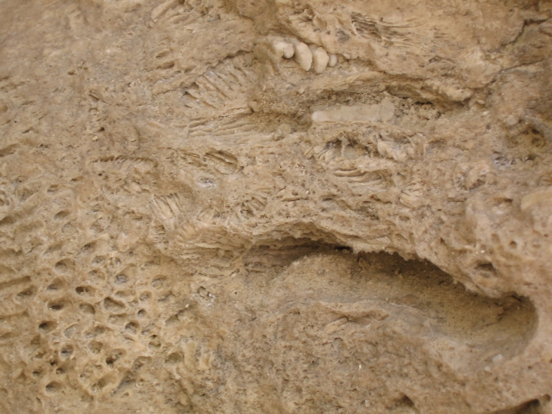 На фотографии представлена окаменелость найденная в саратовской области и датируемая примерно 100 мл