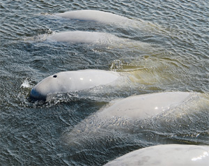 По следам белых китов идёт спутник