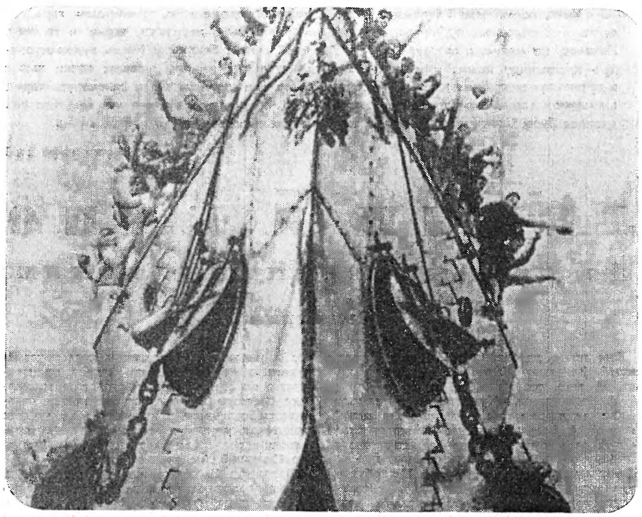 ЛЕНИН И КИНО