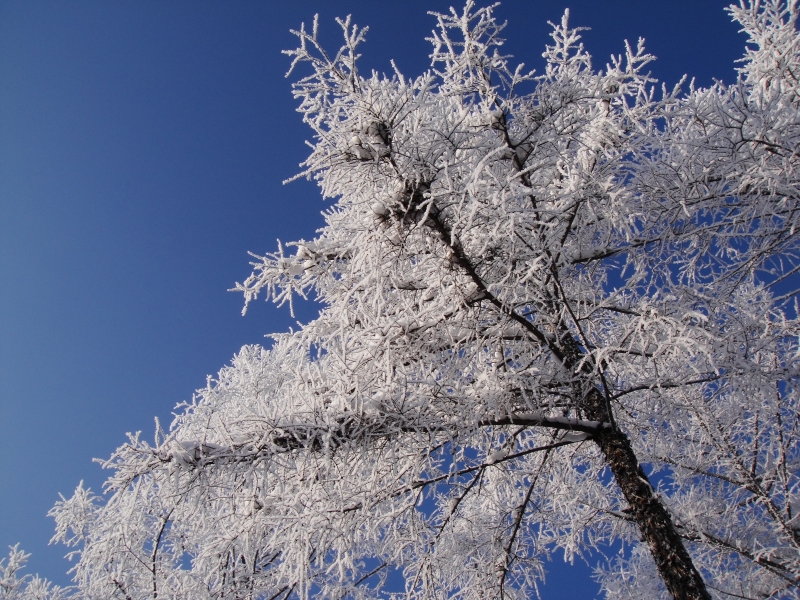 Черные ветви дерева, одетые в белый иней на фоне синего неба.Зимние контрасты.