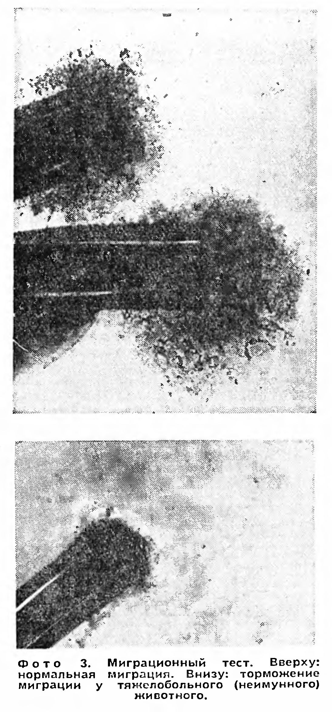 НЕФТЬ ИЗ АТМОСФЕРЫ