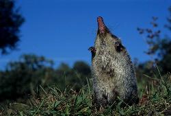 Учёт русской выхухоли