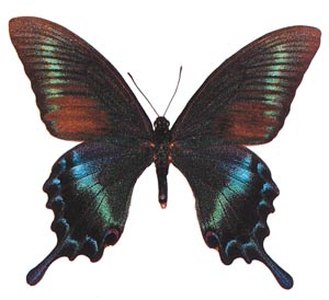 Реликтовая бабочка Приморья