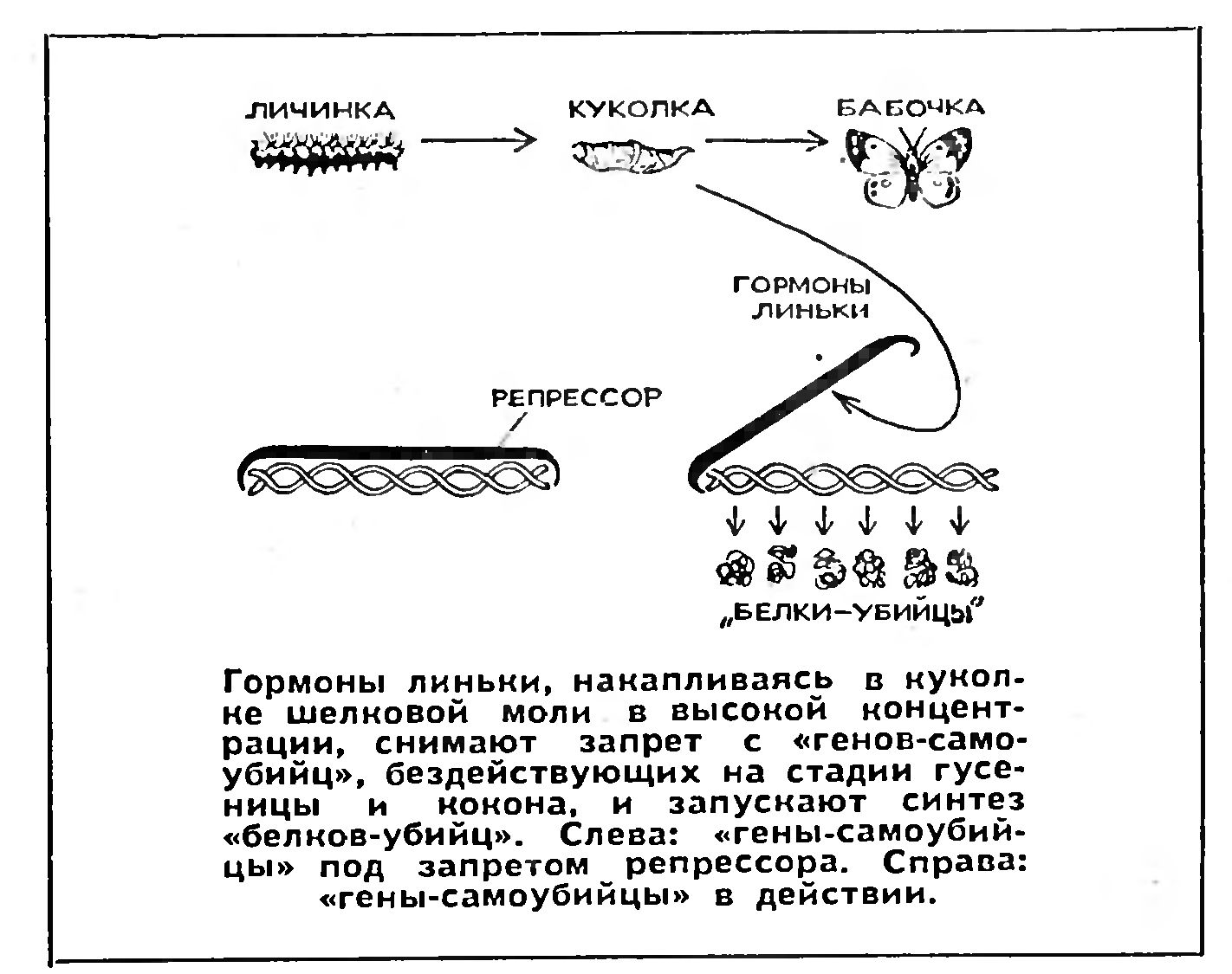 МЕХАНИЗМЫ СТАРЕНИЯ