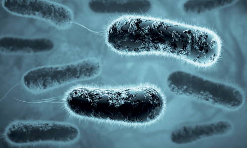 Бактерии и человек: такие ли мы разные?