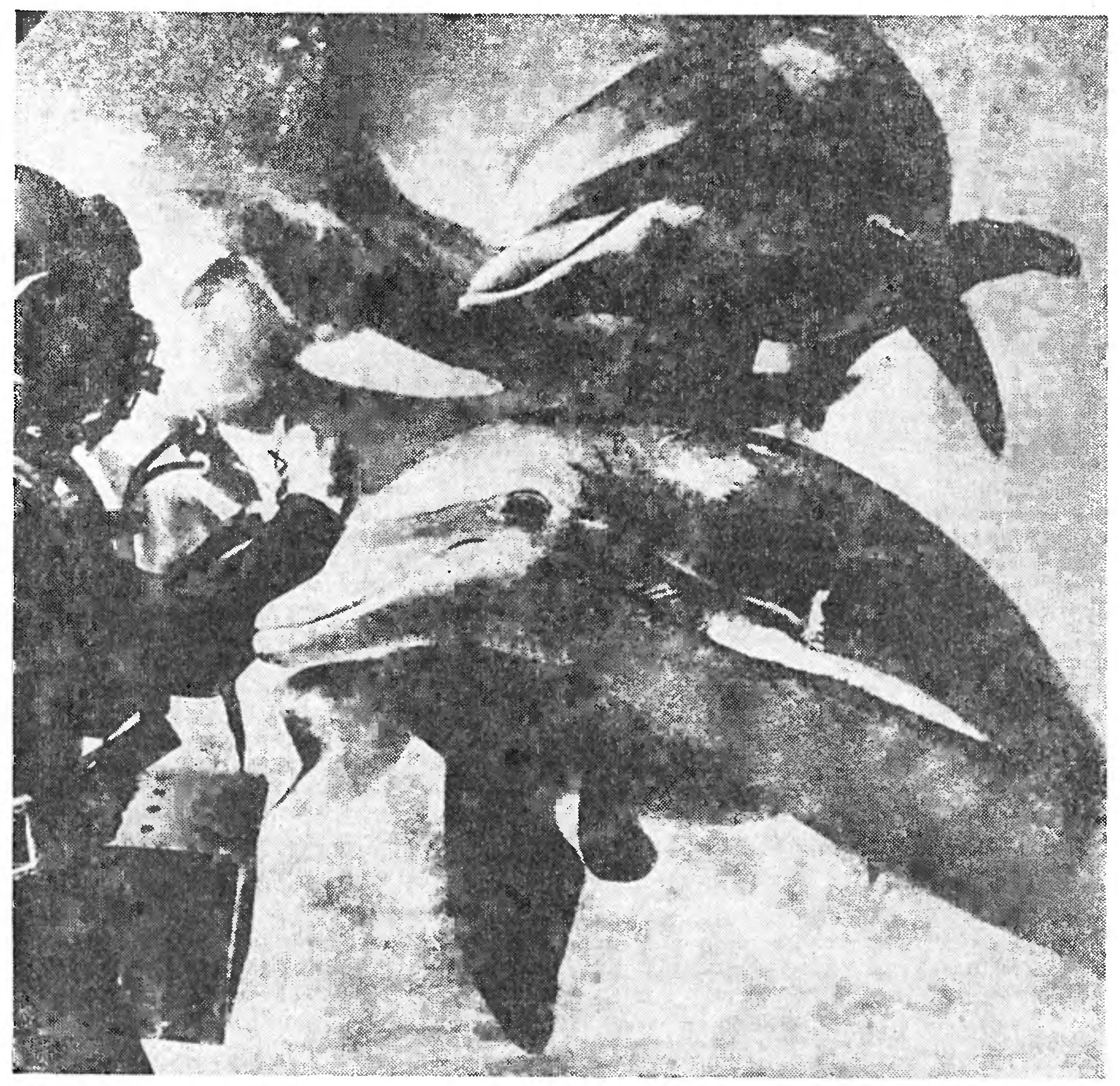 И СНОВА О ДЕЛЬФИНЕ