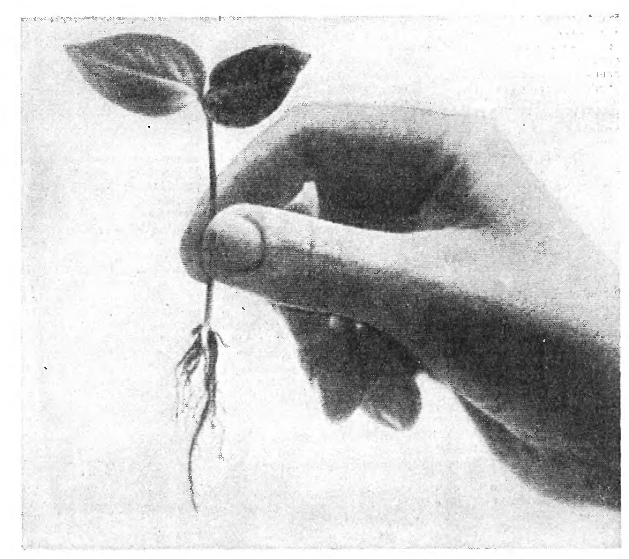 ГЕНЕТИЧЕСКИЙ АРСЕНАЛ СЕЛЕКЦИИ