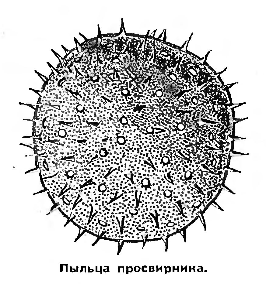 СВИДЕТЕЛИ ДАЛЕКОГО ПРОШЛОГО