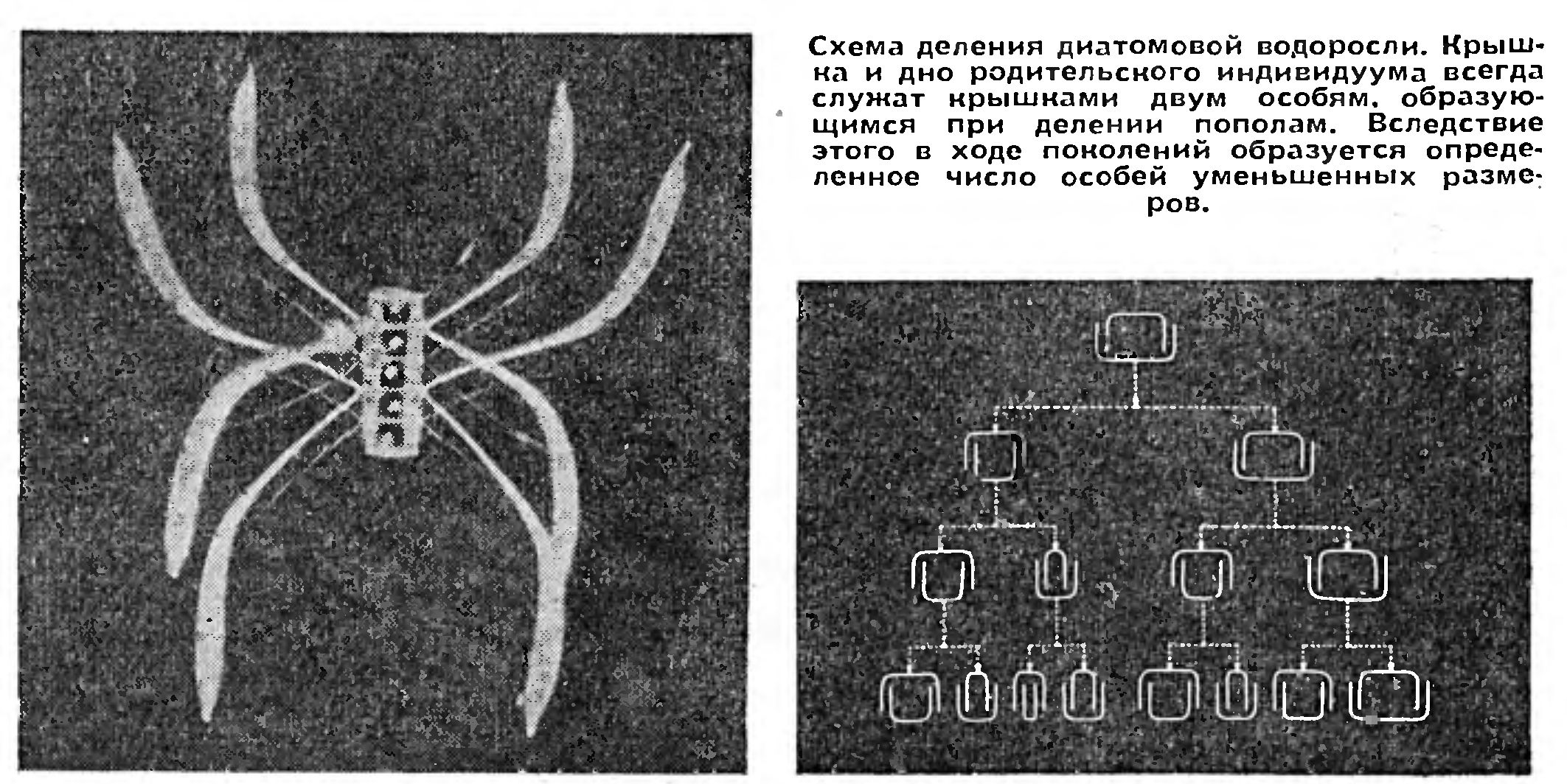 ЖИЗНЬ В ОДНОЙ КЛЕТКЕ