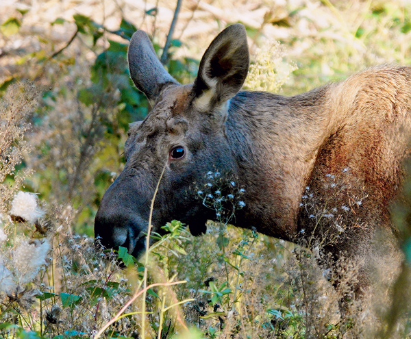 Обычная необычная семья (Фотозарисовка с комментарием) 