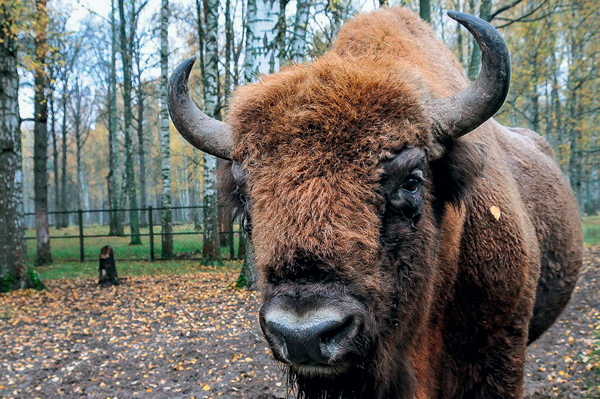 Заповедные новости. Декабрь 2025 №12