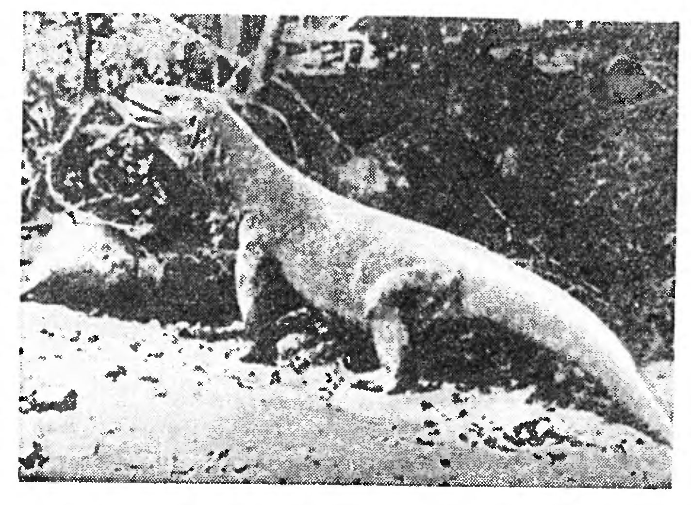 ТАЛИСМАН АНДИ