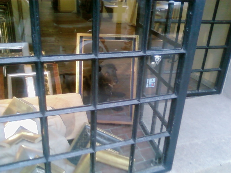  	 Фото витрины магазина где продаются рамы. За одной из них сидит живая собака.
