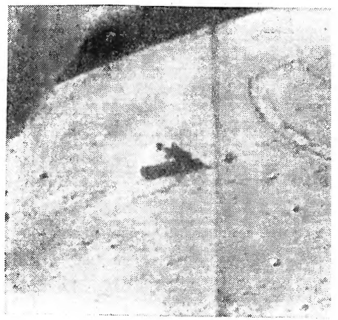 ЛУНОХОД - ИНОПЛАНЕТНЫЙ ТРАНСПОРТ