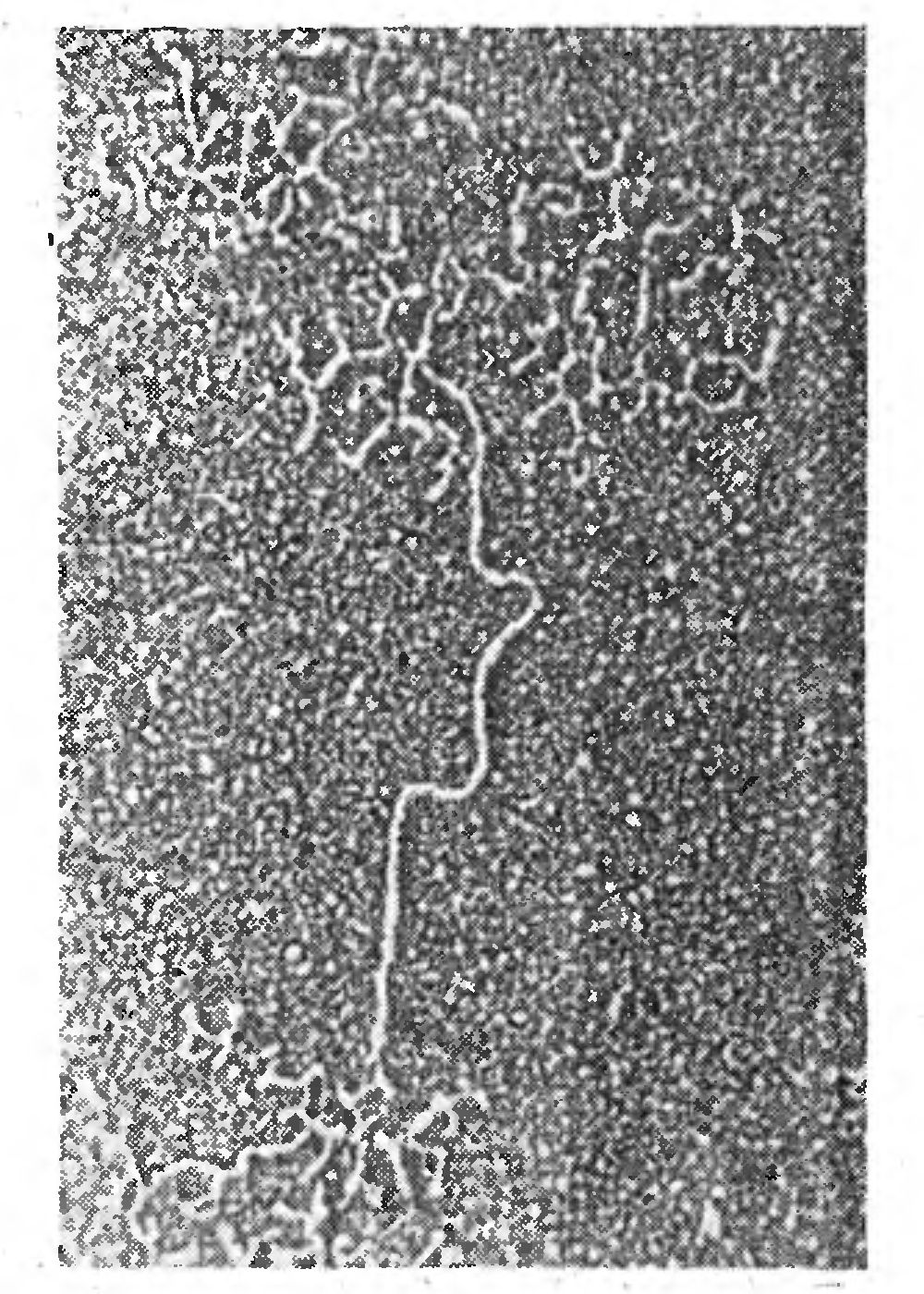 НОВОЕ ДОСТИЖЕНИЕ МОЛЕКУЛЯРНОЙ БИОЛОГИИ ВЫДЕЛЕН ЧИСТЫЙ ГЕН ИЗ ЖИВЫХ МОЛЕКУЛ ДНК   