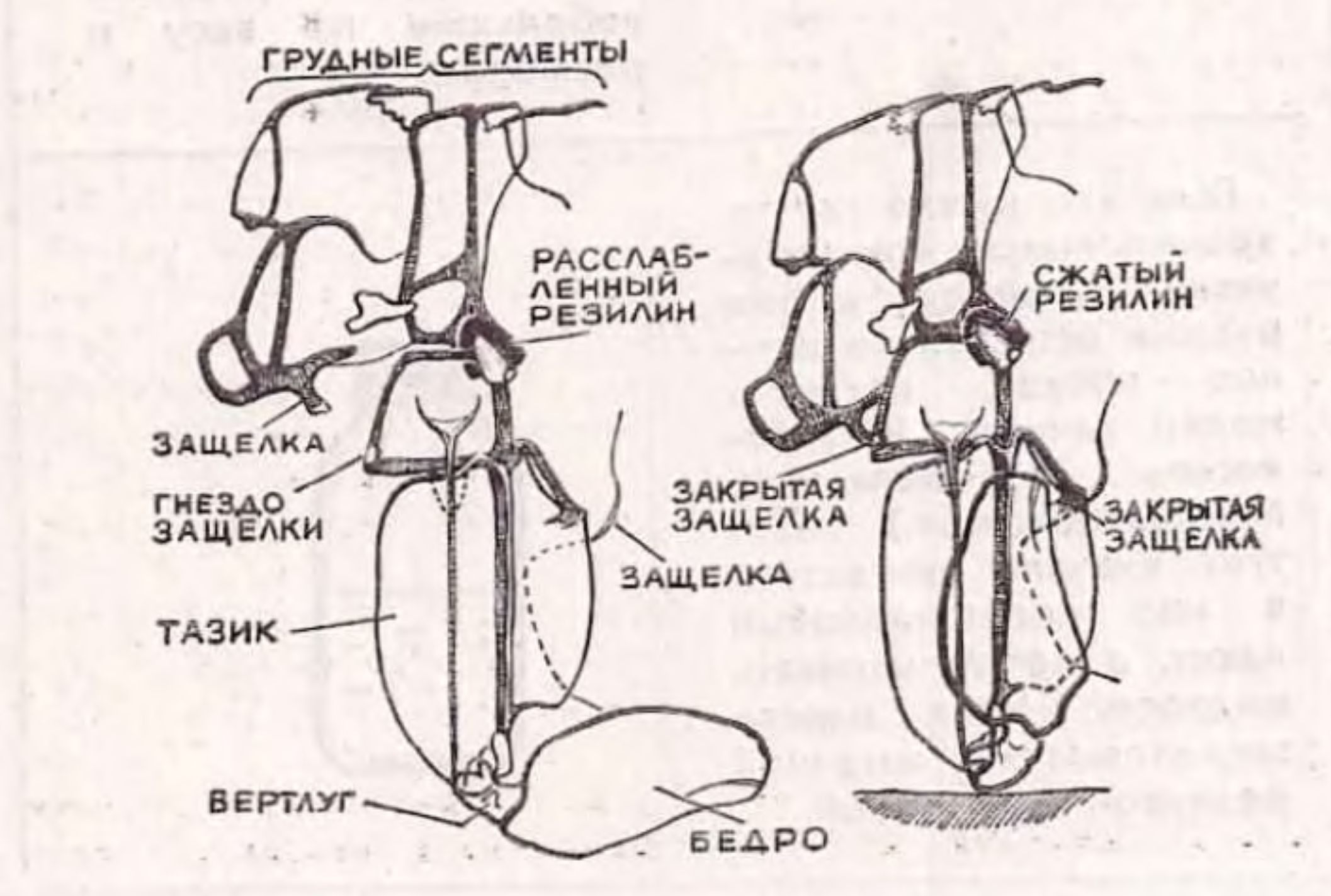 ПРЫЖОК БЛОХИ