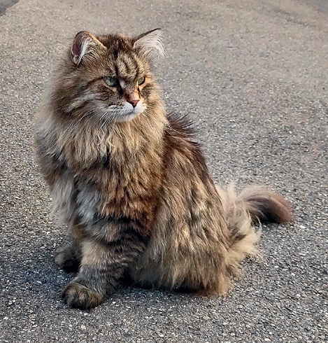 Кошки, электричество, дороги