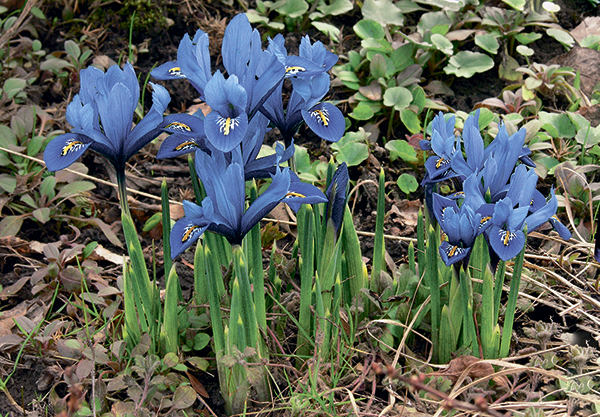 Сетчатые ирисы