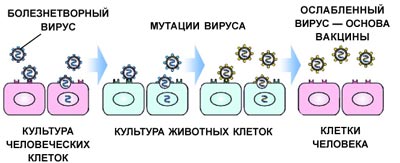 История изобретения вакцин работы э дженнера и л пастера проект