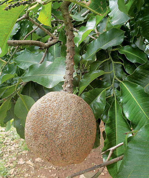 Бразильский орех