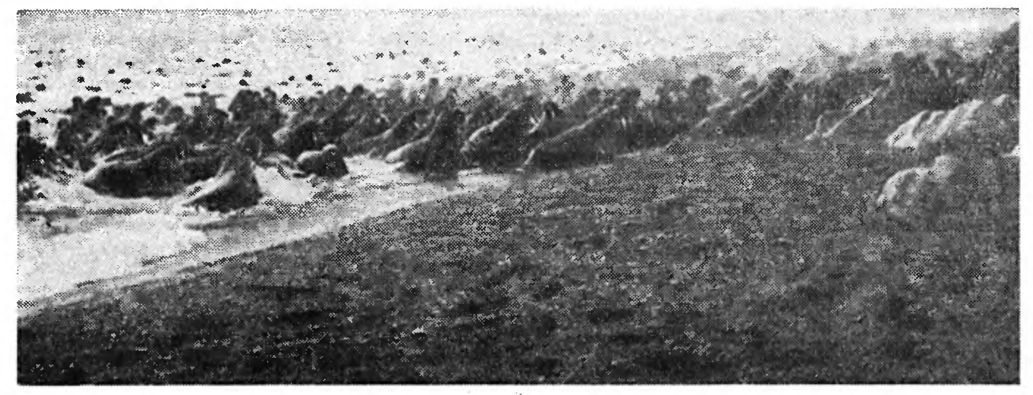 МОРЖИ НА ОСТРОВЕ ВРАНГЕЛЯ 