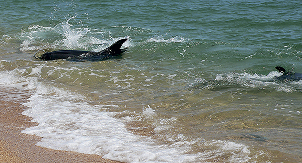 «Стратеги» и «тактики»
