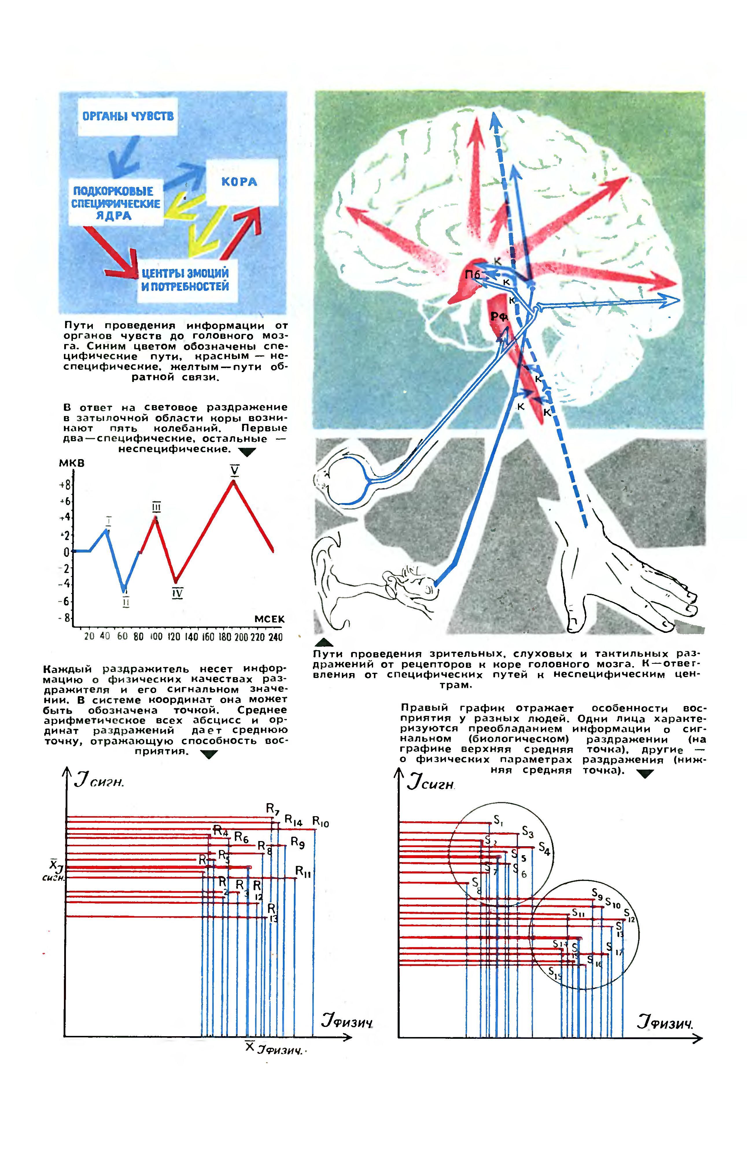 ФИЗИОЛОГИЧЕСКАЯ ДВУХМЕРНОСТЬ ИНФОРМАЦИИ МЕХАНИЗМЫ И СЛЕДСТВИЯ