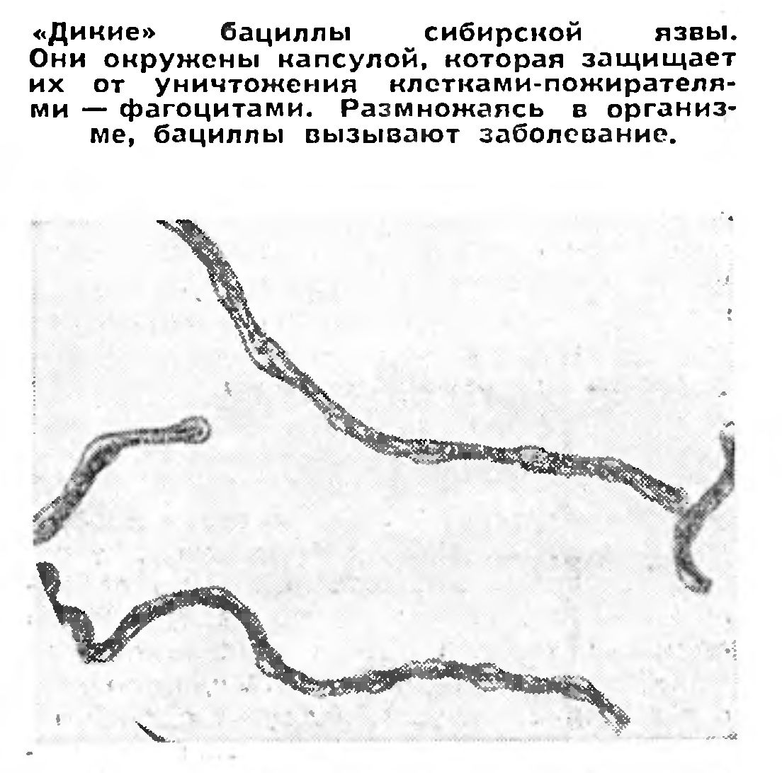 ПЯТИЛЕТКА - КОМПАС УЧЕНОГО