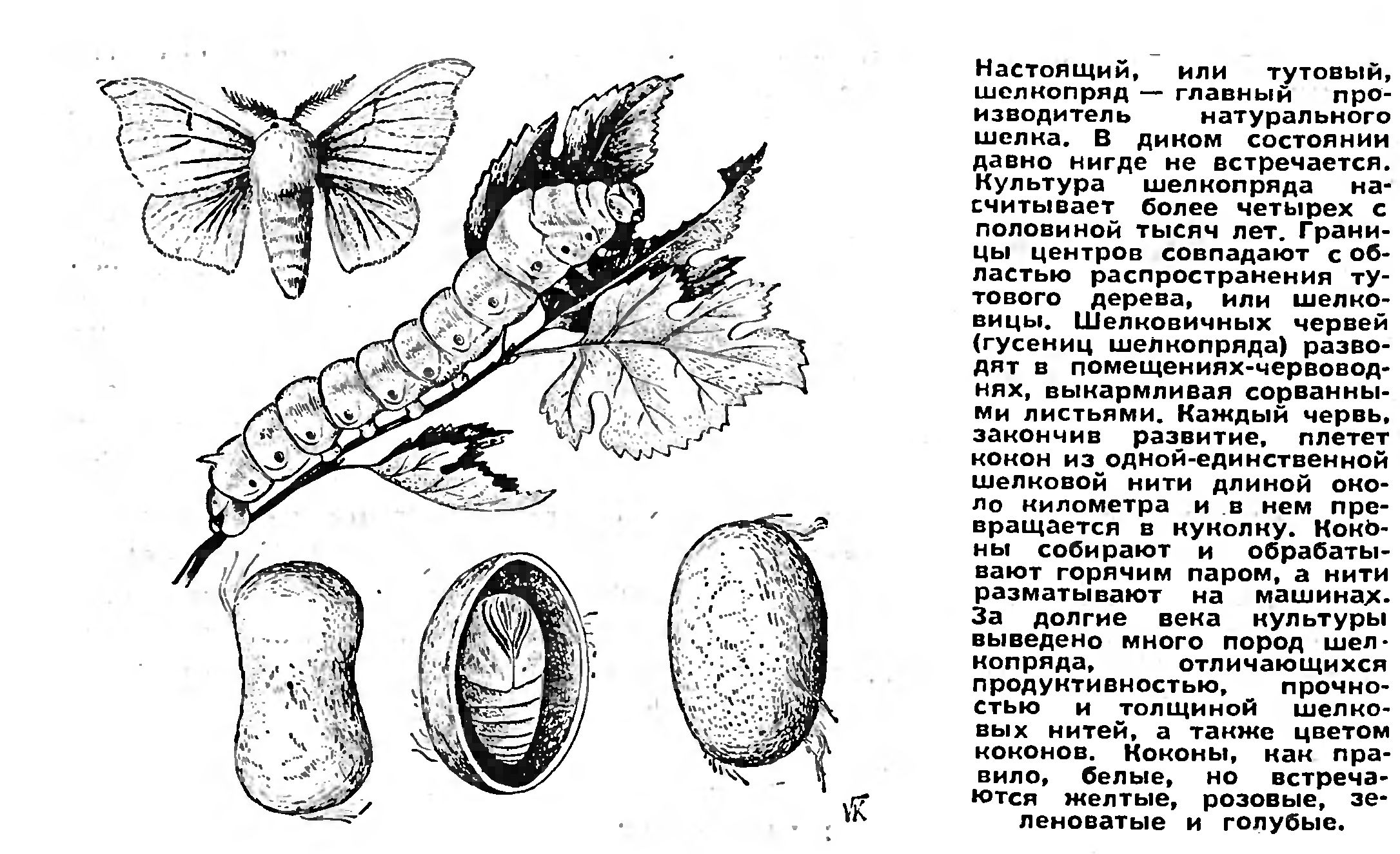 ОПЕРАЦИИ НА ХРОМОСОМАХ - ШЕЛКА НА 40% БОЛЬШЕ