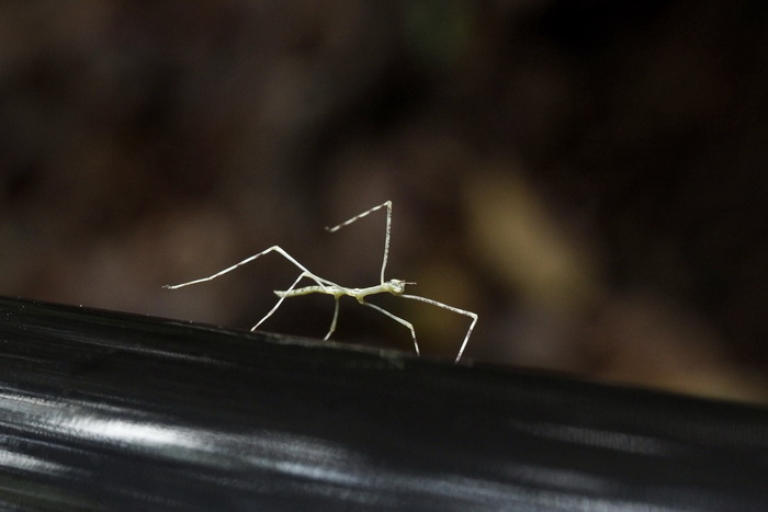 7 - палочник.jpg 7 - палочник.jpg