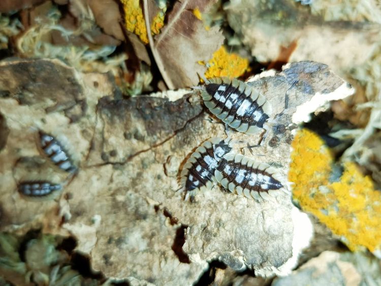 Porcellio expansus.jpg