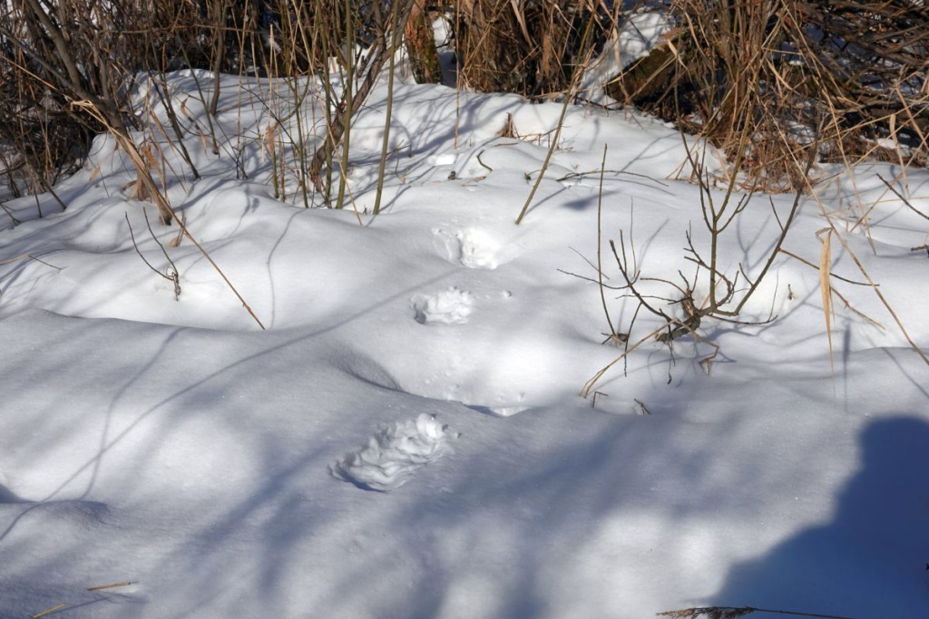 След ушедш медведя из берлоги в ивнякпе.jpg