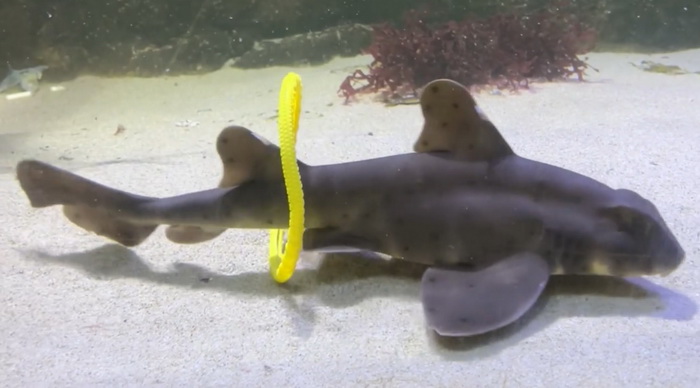 акула играет.jpg