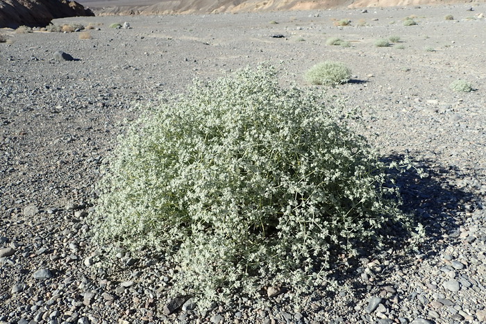 Tidestromia oblongifolia 2.jpg Tidestromia oblongifolia 2.jpg