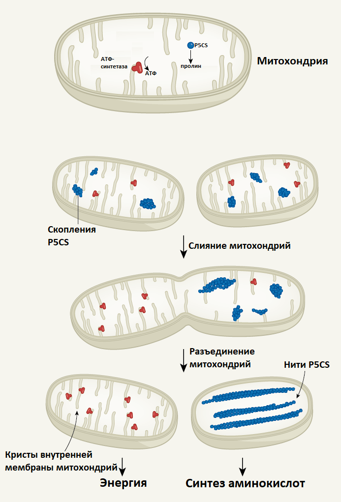 митохондрии специализация.png