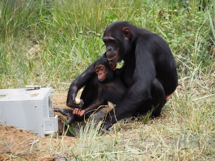 шимпанзе с торговым автоматом.jpg