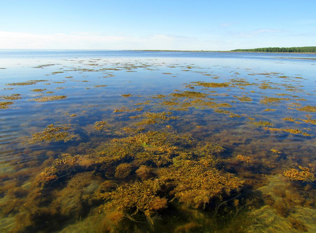 Сообщества бурых водорослей на литорали Онежского залива в прилив.jpg