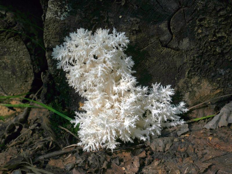 Ежовик коралловидный_Hericium coralloides.jpg