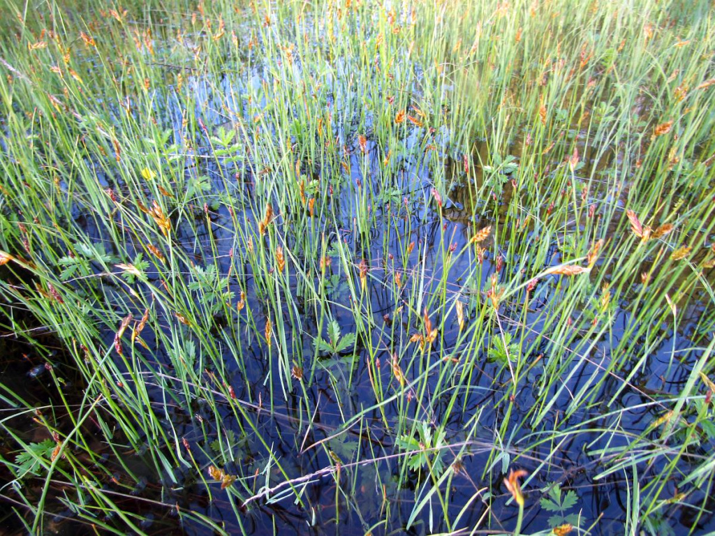 Сообщество поточника рыжего и лапчатки Эгеди на марше в прилив.jpg