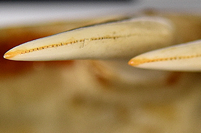 комодский варан зубы.jpg