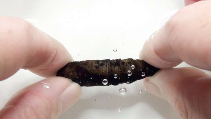 куколка бражника.jpg