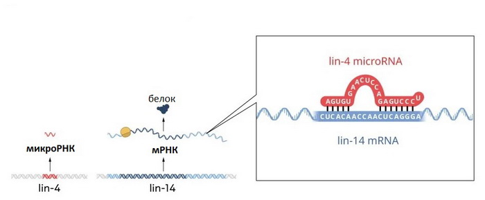 механизм микроРНК.jpg